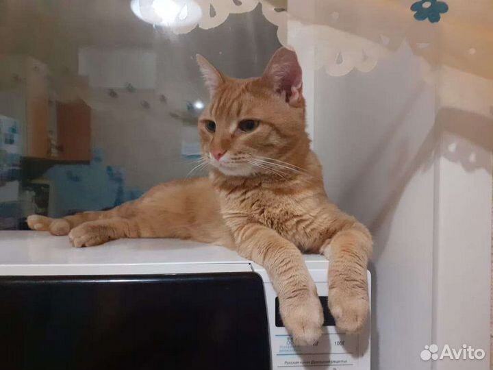 Фокс