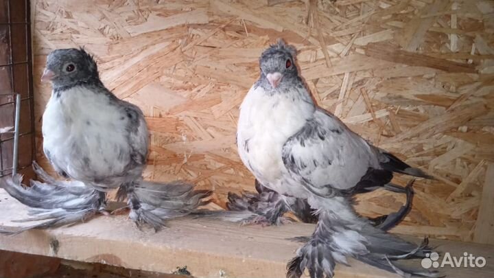 Голуби узбекские