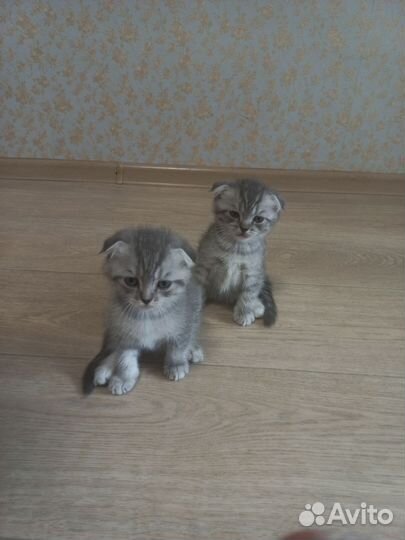 Шотландские котята