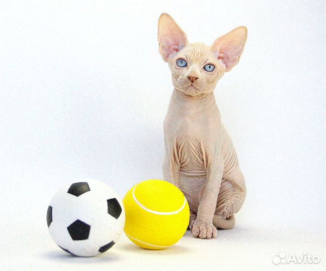 Великий комбинатор - Бендер