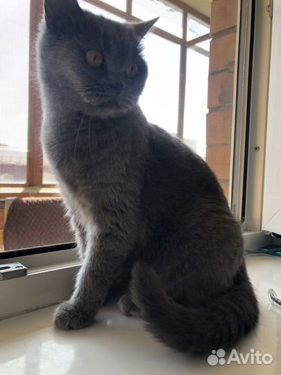 Британская