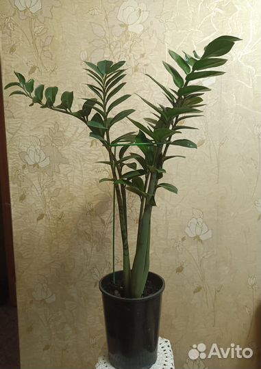 Цветок замиокулькас