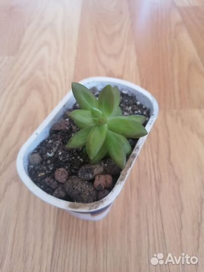 Очиток нуссбаумера