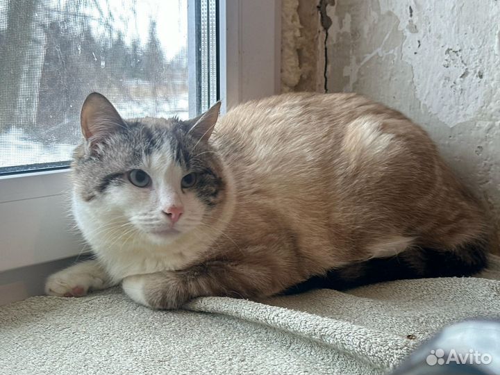 Мартин (кастрирован)