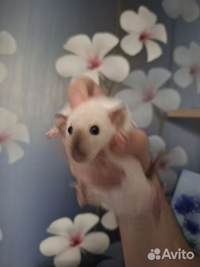 Крысы дамбо