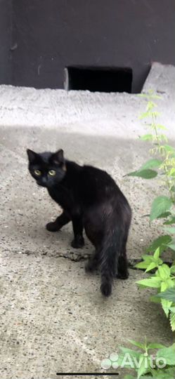 Самый ласковый котенок в мире