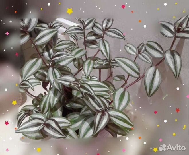 Традесканция зебрина