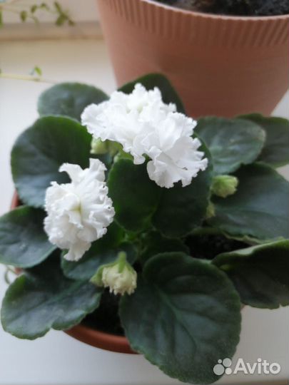 Черный принц