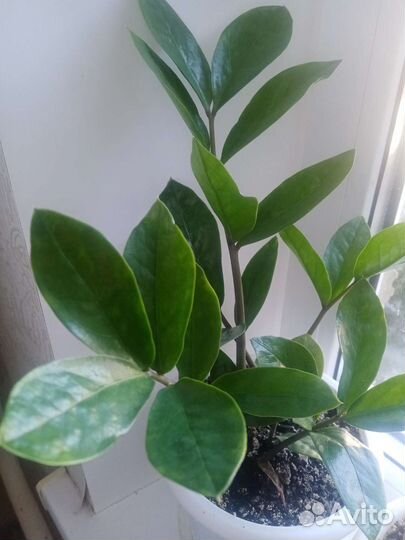 Спатифиллум