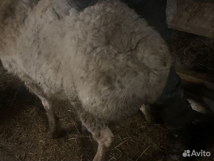 Курдючные бараны