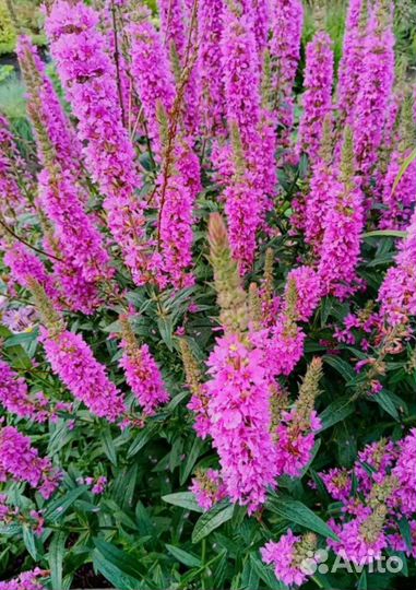 Дербейник, Вероника многолетние цветы