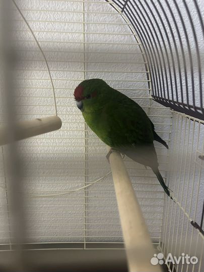 Попугай с клеткой