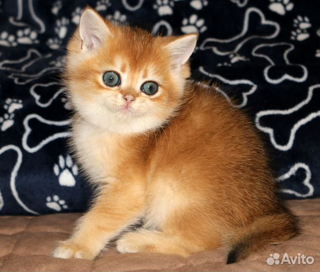 Мальчик золотая британская шиншилла