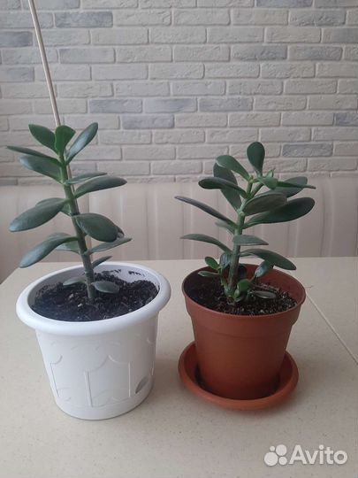 Крассула толстянка