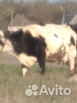 Корова дойная