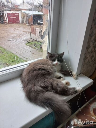Кот Тихон
