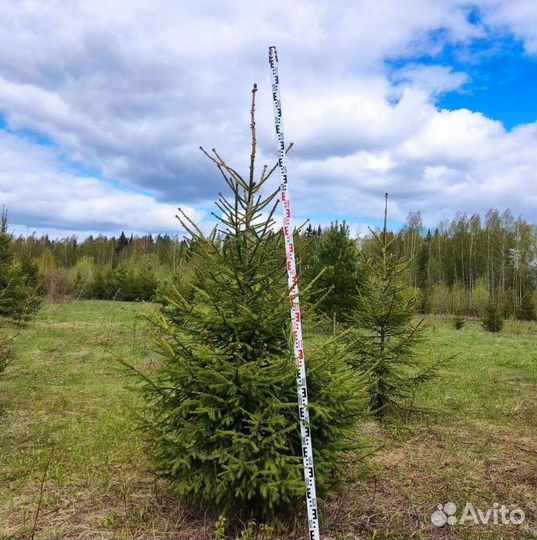 Ель обыкновенная саженцы из питомника