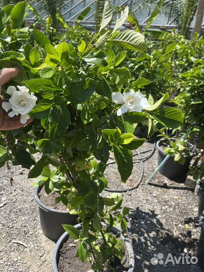Гардения жасминовидная белая