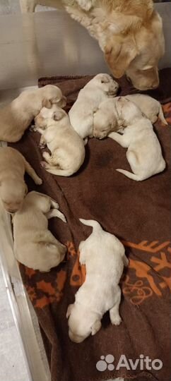 Щенки лабладора