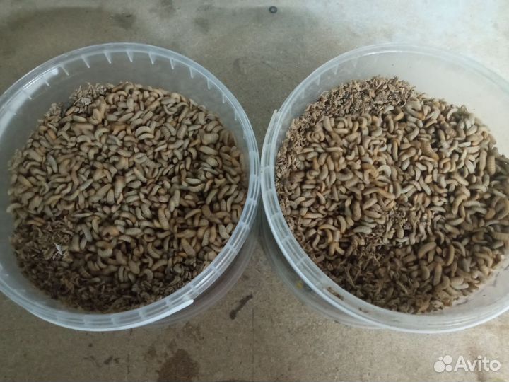 Черная львинка