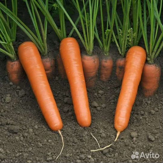 Семена моркови октаво F1 (octavo F1), Вильморин