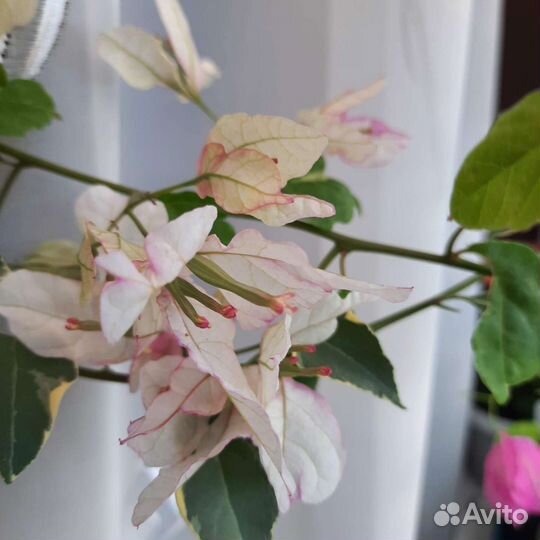 Бугенвиллия