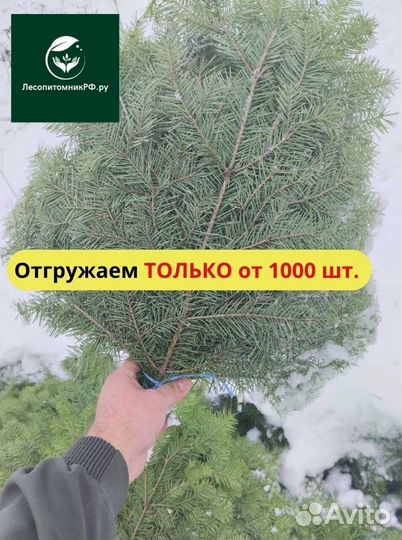 Веники для бани