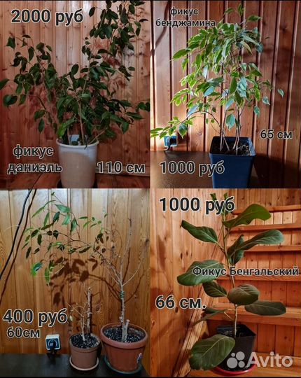 Комнатные цветы