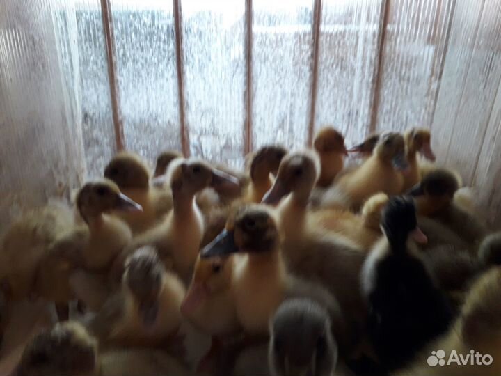 Утята, утки, инкубационное яйцо