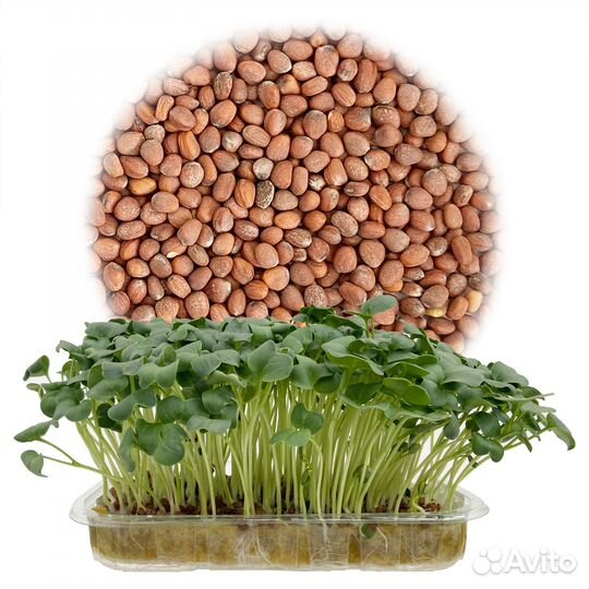 Семена микрозелень, фасовка 5г