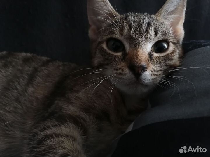 Кошка в дар