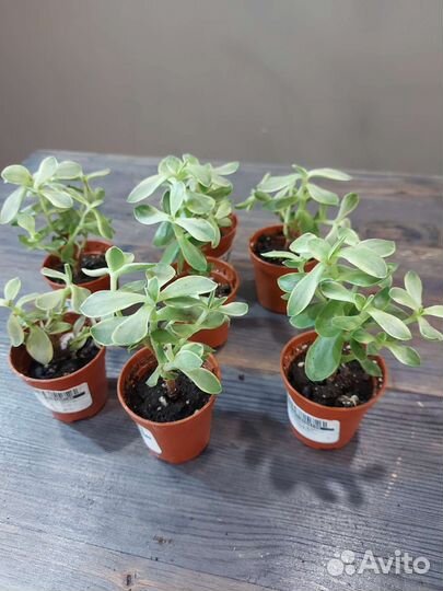 Крассула Мани Мейкер, вариегатная