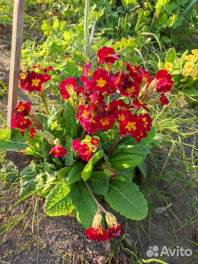 Первоцвет, примула