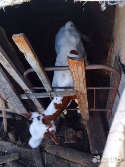 Месячные бычок