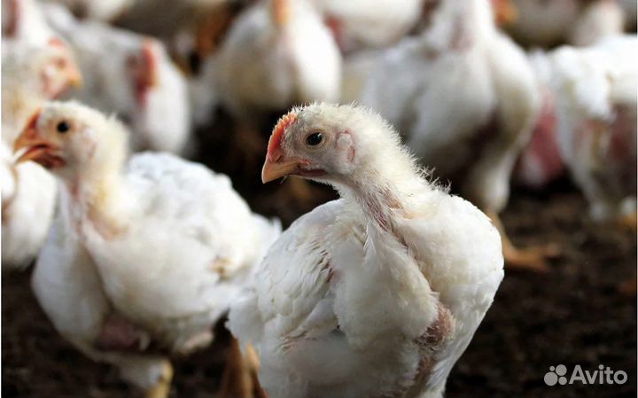 Цыплята бройлеры, несушки, индюшата, утята, гусята