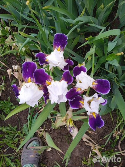 Ирис королевский