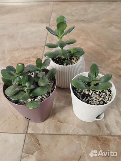 Денежное дерево, толстянка