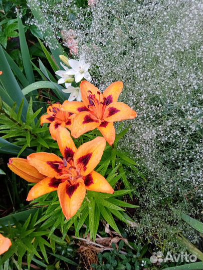 Лилии азиатские и Ла гибриды. Фото сегоднешнее