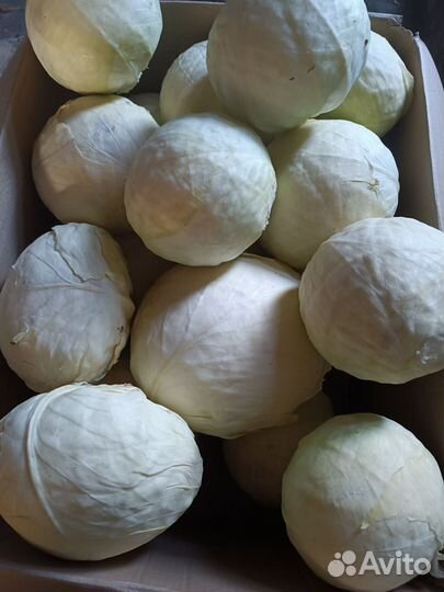 Капуста, морковь,свекла