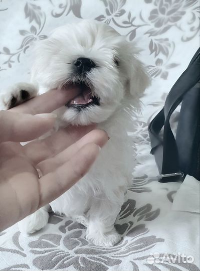 Щенки Мальтезе