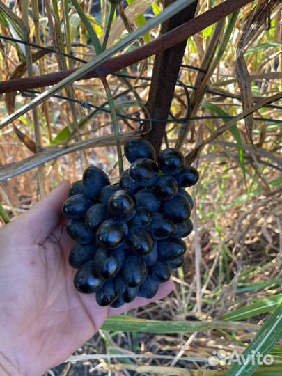 Виноград молдова