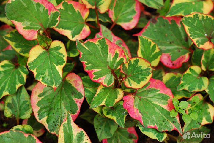 Хауттюйния