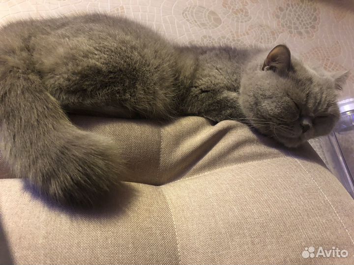 Отдам кошку в добрые руки
