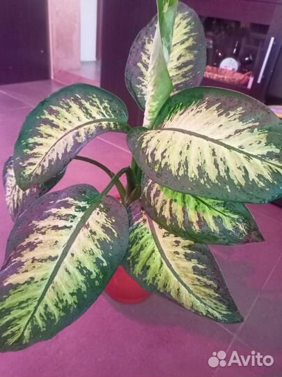 Диффенбахия