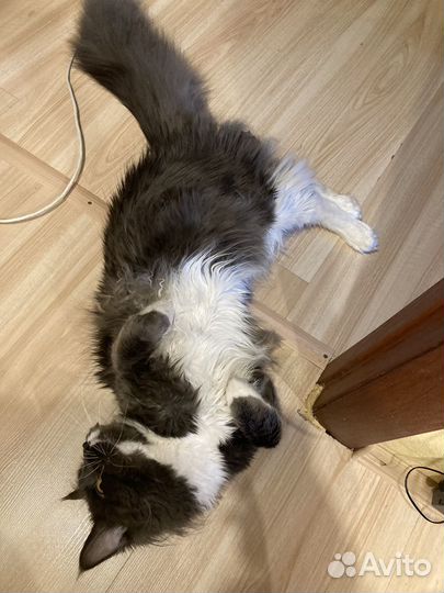 Отдам мейн-кун бесплатно