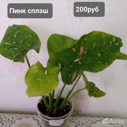 Сингониумы сортовые
