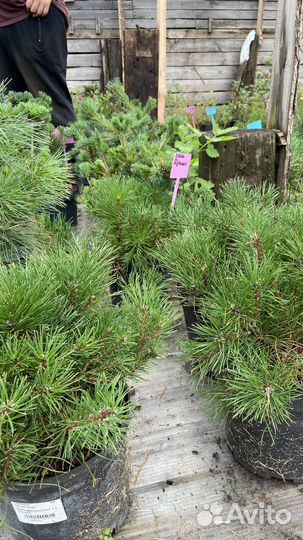 Сосна Пумилио