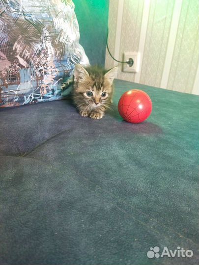 Котята в самые добрые руки