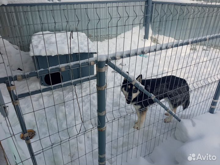 Хаски - маламут отдам в добрые руки