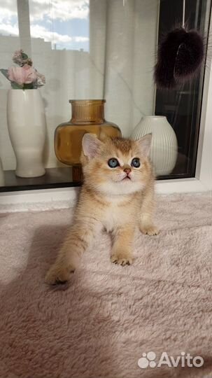 Шотландская золотая шиншилла